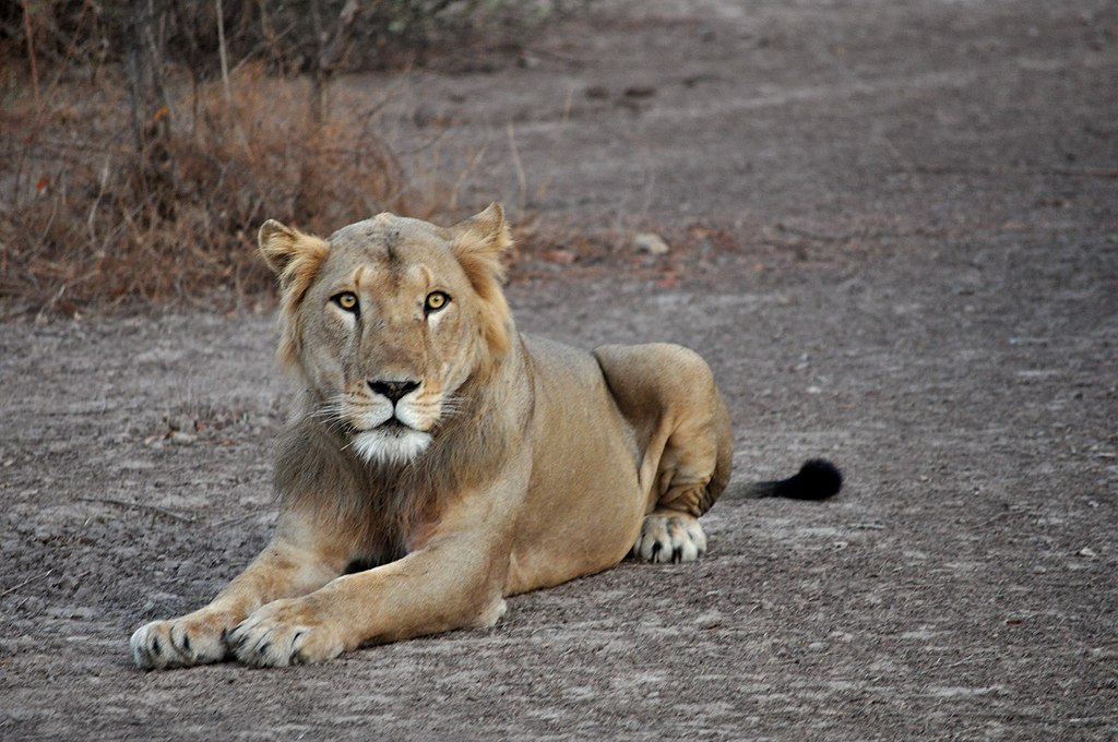 Parcs et nature (Pendjari, W) – Lion au repos dans le parc de la Pendjari, Bénin