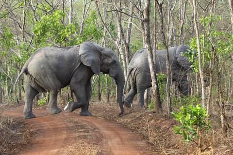 Bénin en 7 jours 1 Éléphants dans le Parc de la Pendjari