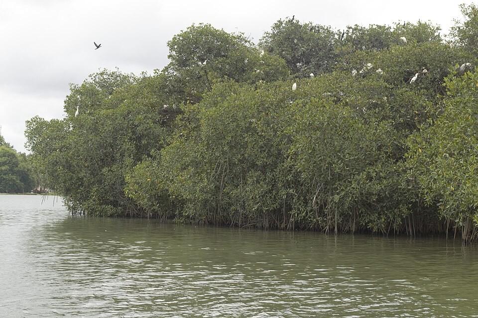 Paysage de Guézin (Île Houédo), Bénin