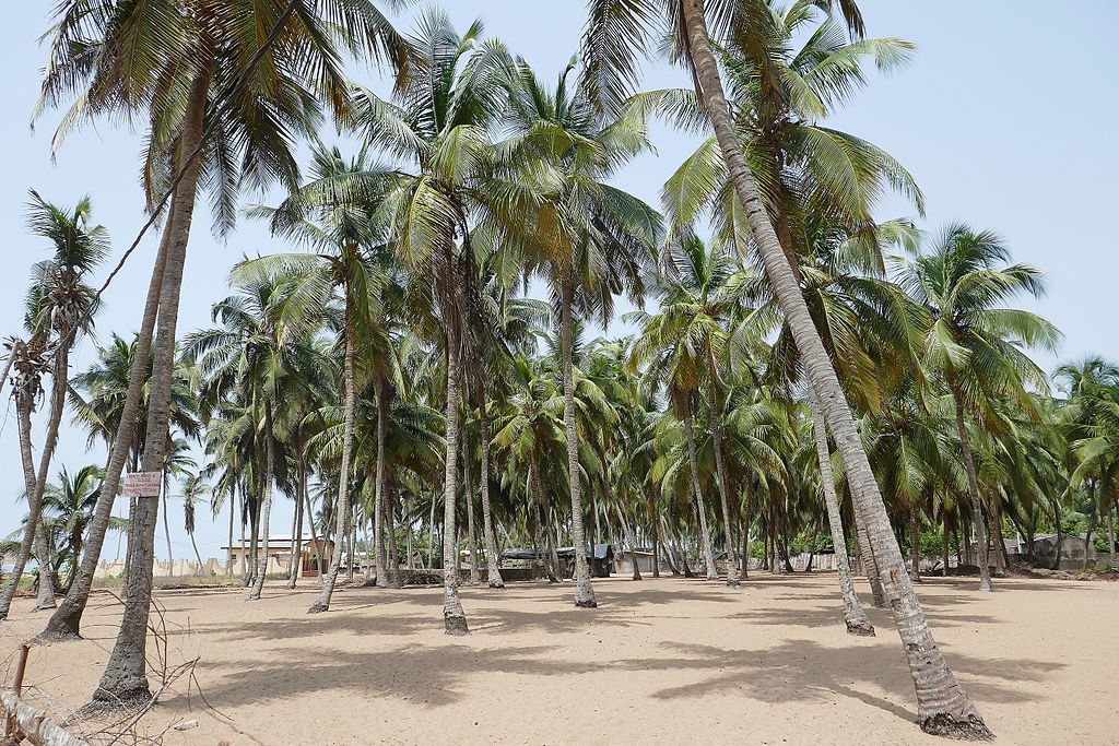 Cotonou, plage de Fidjrossè : cocotiers et ambiance littorale au sud du Bénin