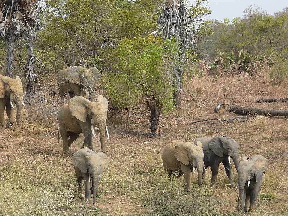 Éléphants Parc Pendjari Nord Bénin
