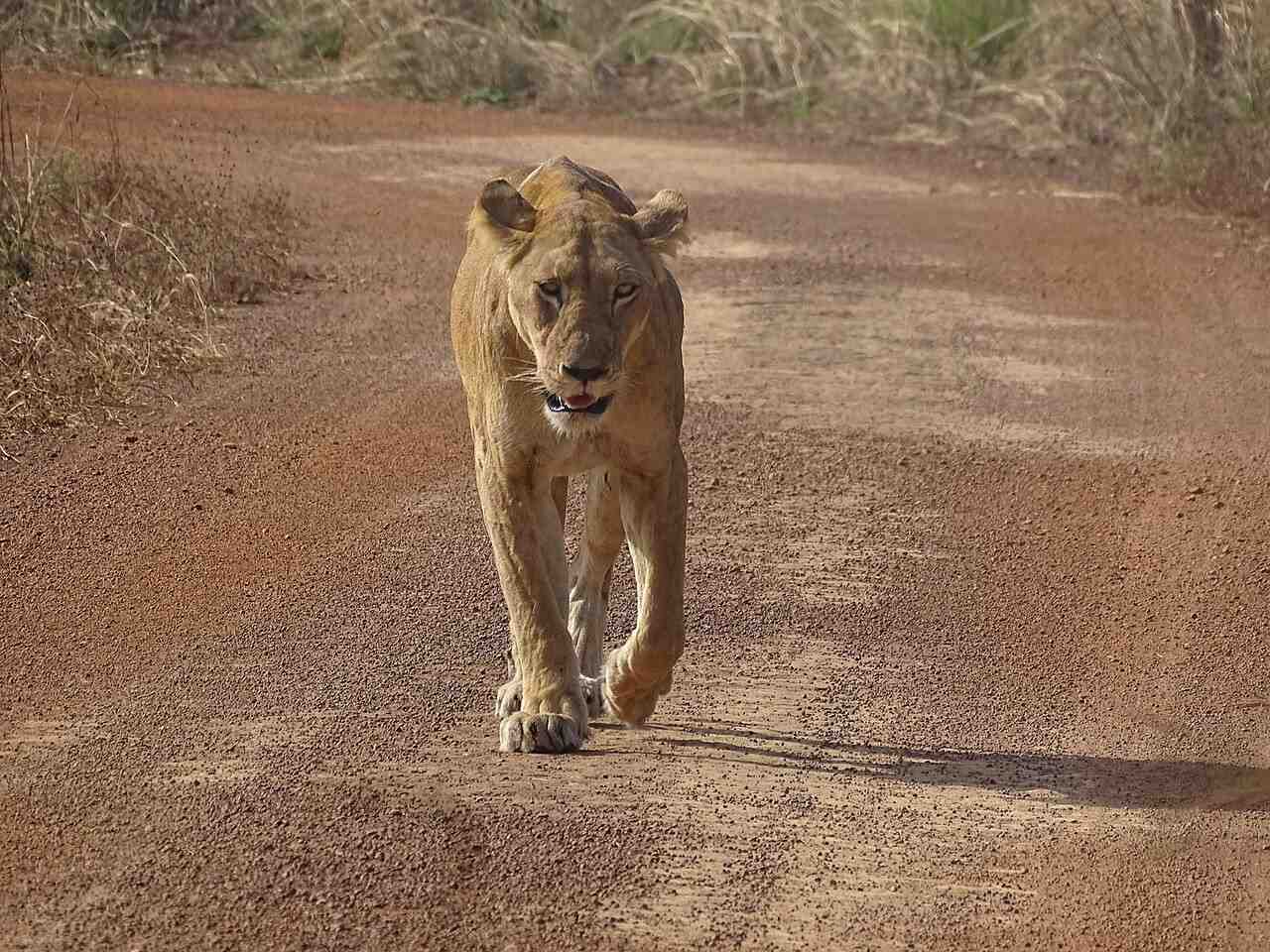 Lion d'Afrique de l'Ouest mâle majestueux dans les herbes du Parc National de la Pendjari au Bénin