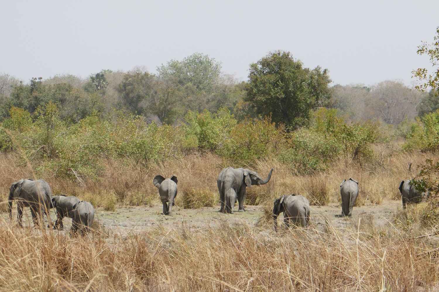 Troupeau d'éléphants au Parc National de la Pendjari, Bénin - Safari 2026