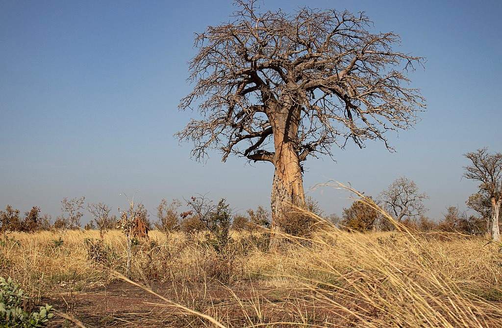 Vaste paysage de savane dorée en saison sèche au Parc National de la Pendjari