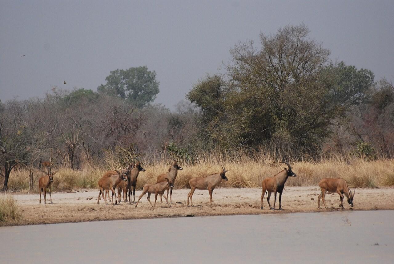 Rivière de la Pendjari serpentant dans la savane du Nord Bénin