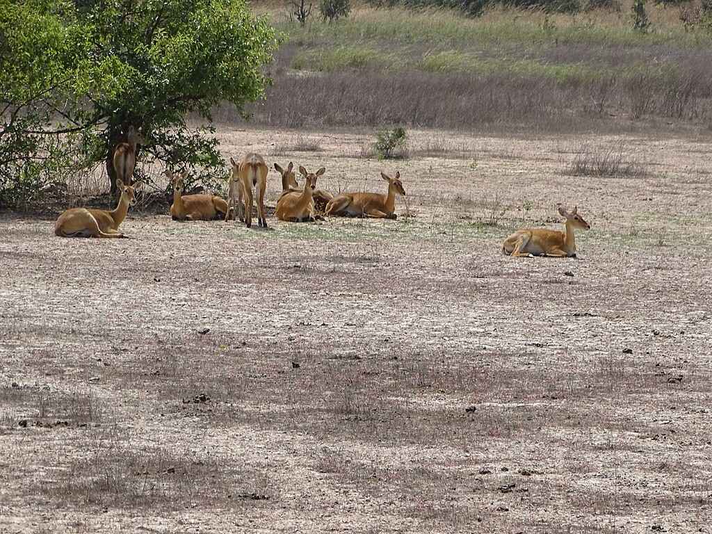 Paysage de saison sèche au Parc National de la Pendjari, herbes jaunes et chaleur