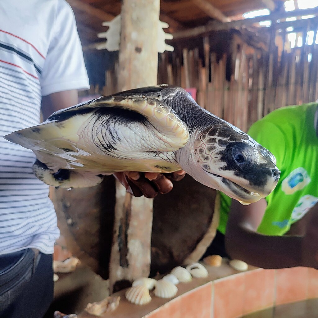 Tortue marine sur le sable de la plage de Grand-Popo au Bénin, moment clé de l'écotourisme et de la préservation des espèces