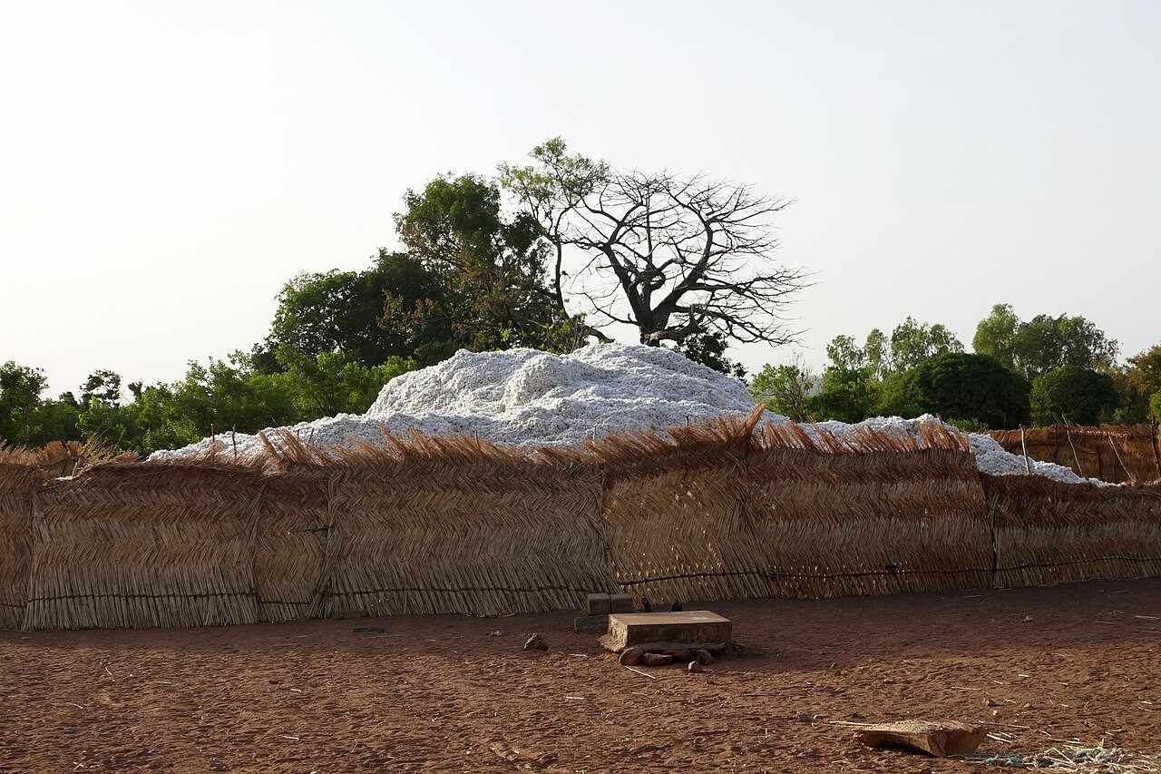 Gros plan sur la culture de l'or blanc (fleur de coton) dans le bassin cotonnier du Borgou, pilier de l'agribusiness au Nord-Bénin
