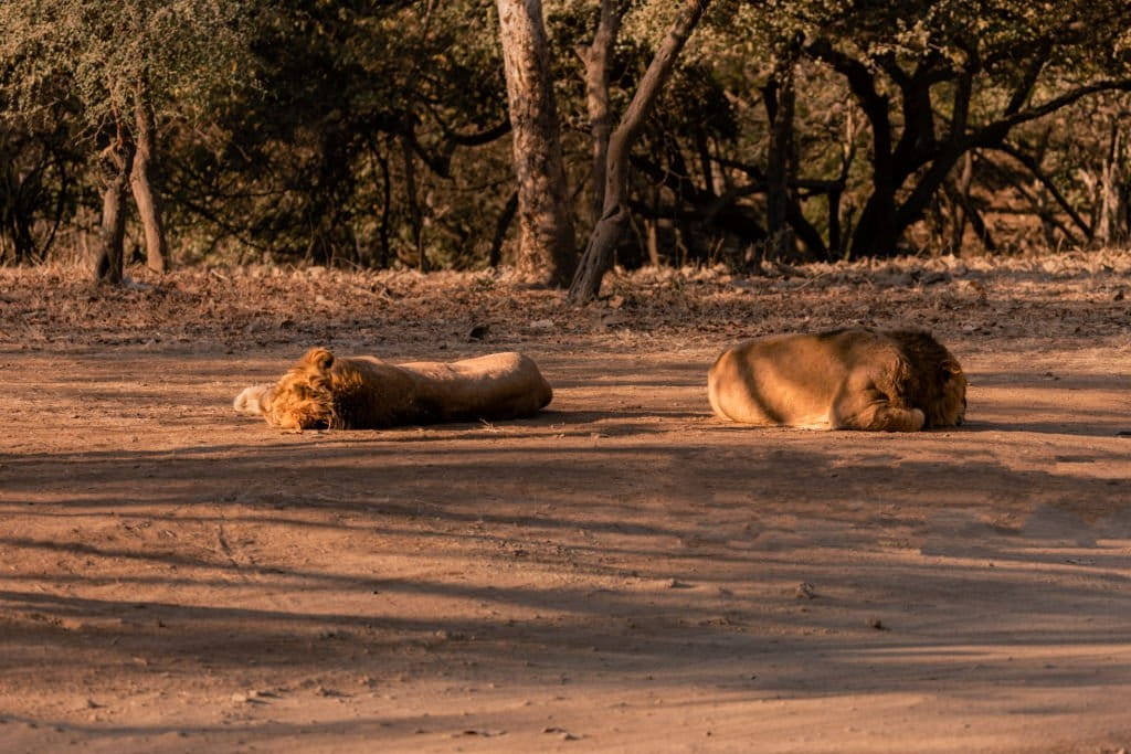 Lion de la Pendjari, faune sauvage du nord Bénin