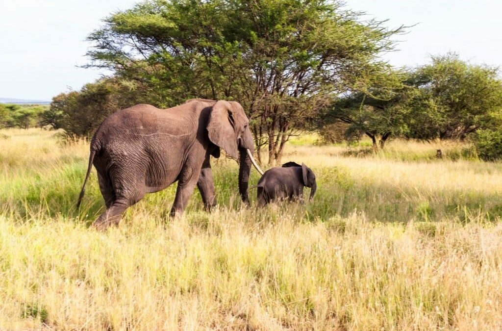 Troupeau d'éléphants traversant la savane arbustive du parc Pendjari lors d'un safari au Bénin