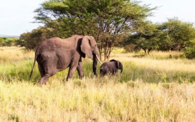 Parc Pendjari : safari et conservation au Bénin