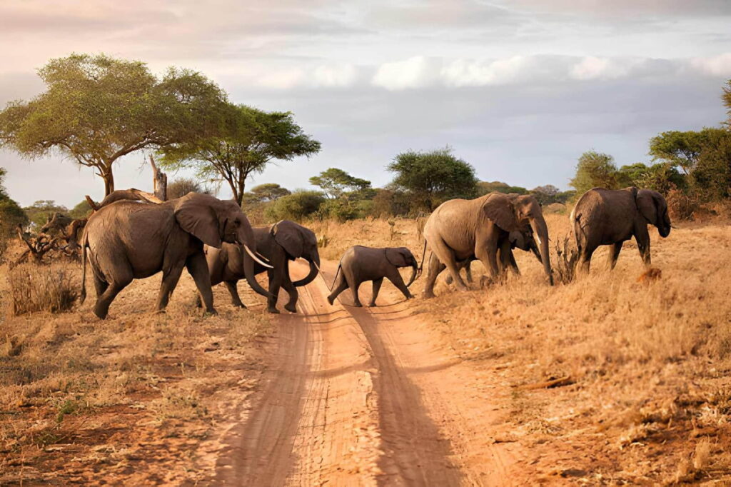 Éléphants au parc du Pendjari pendant la saison sèche, meilleure période pour le safari au Bénin