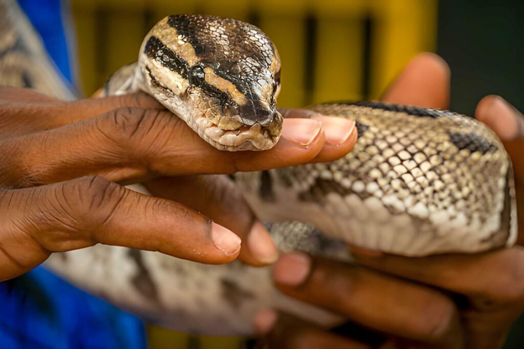 Python sacré vénéré dans le cadre du culte vodoun près d'Abomey au Bénin
