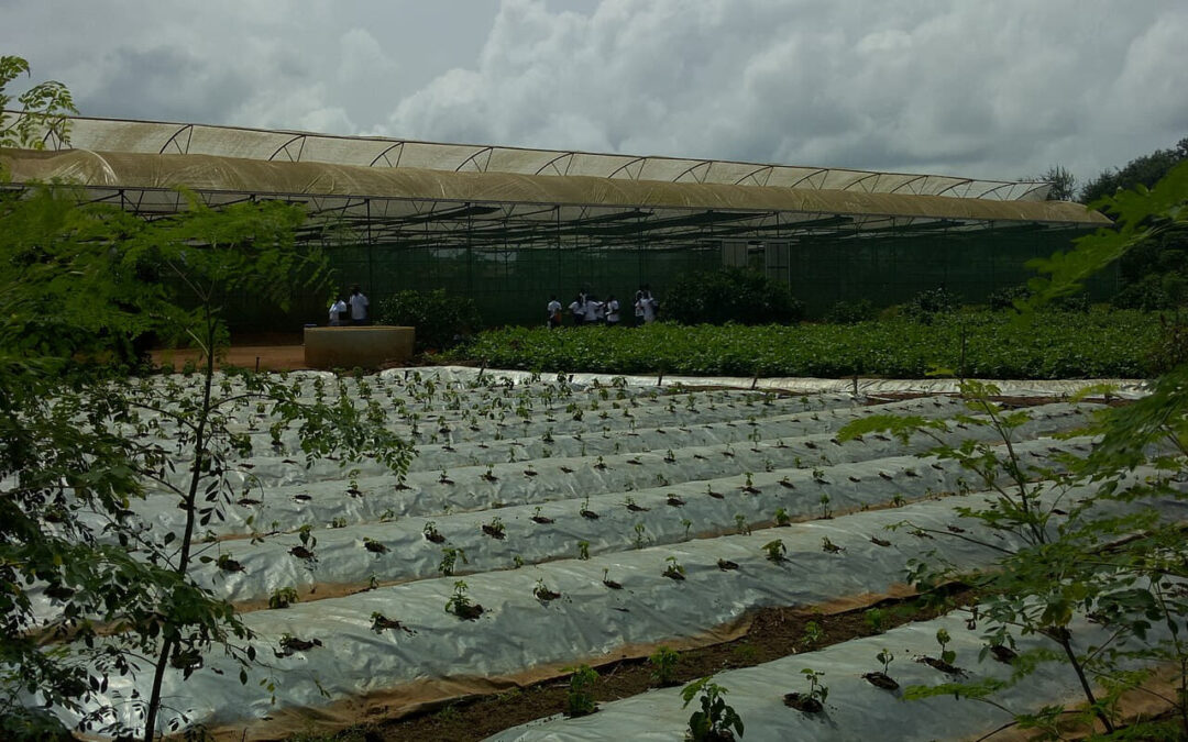 Ferme Songhaï : techniques de plantation modernes