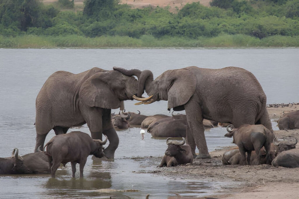 Buffles et éléphants rassemblés près d'un point d'eau dans le parc du W