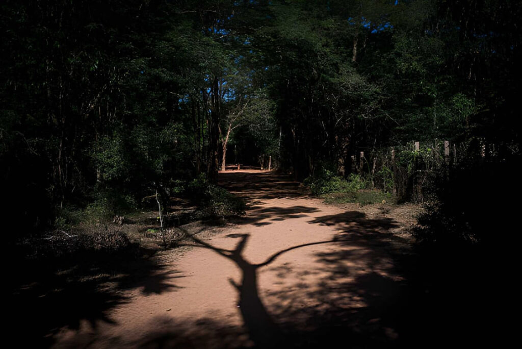 Peut-on prendre des photos du vaudou au Bénin ? 2 Sentier ombragé menant à l'entrée d'une forêt sacrée protégée dans le sud du Bénin