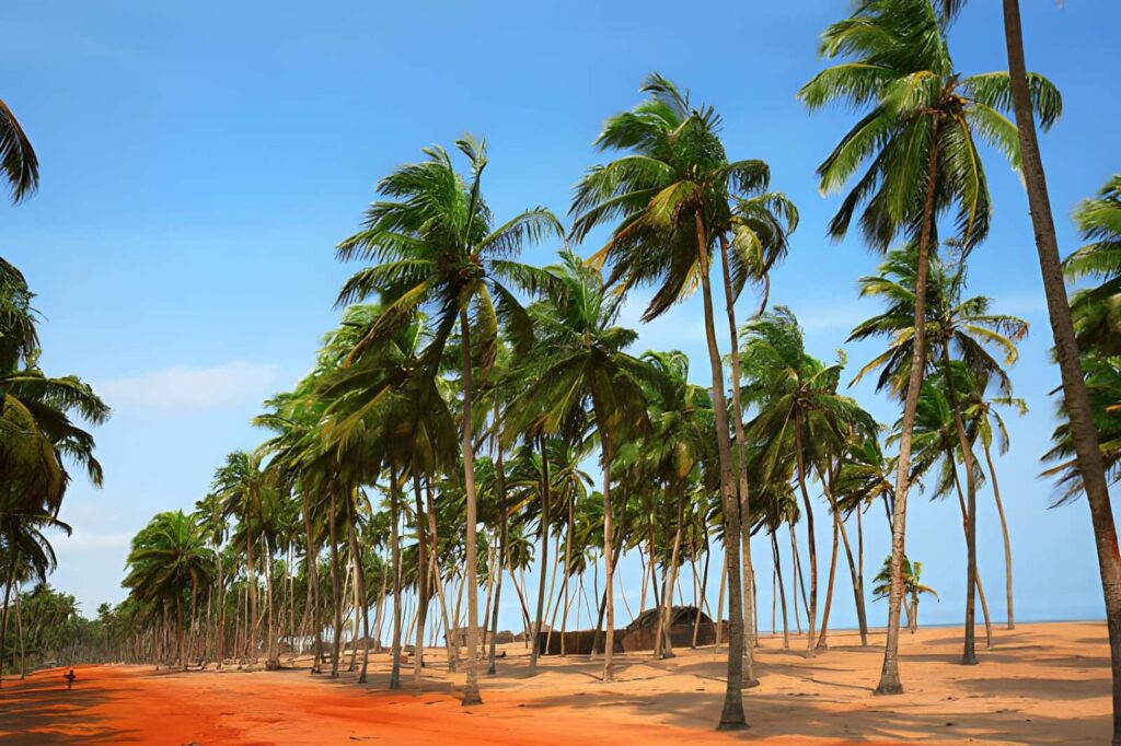 Où dormir à Ouidah ? Les meilleurs hôtels 4 Plage sauvage de Ouidah bordée de cocotiers, à proximité de plusieurs hôtels du littoral