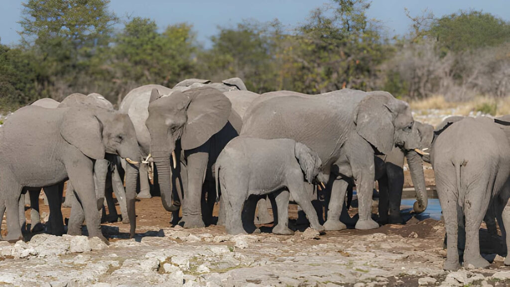 Combien coûte un safari au Bénin ? 3 Prix d'un safari au Bénin illustré par un troupeau d'éléphants au parc de la Pendjari