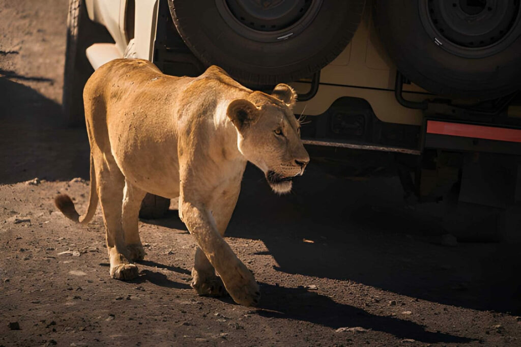 Véhicule 4x4 roulant sur une piste de savane pendant un safari 4x4 dans la Pendjari