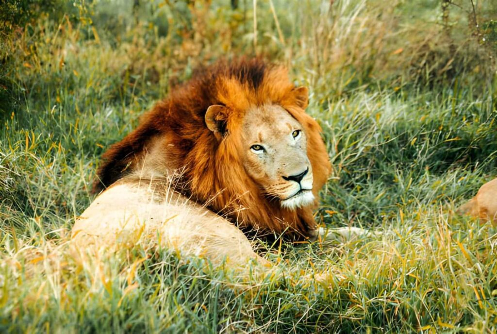 Lion se reposant dans la savane du parc Pendjari lors d'un safari au Bénin.
