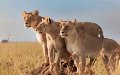 Quand partir voir les lions du parc Pendjari ?