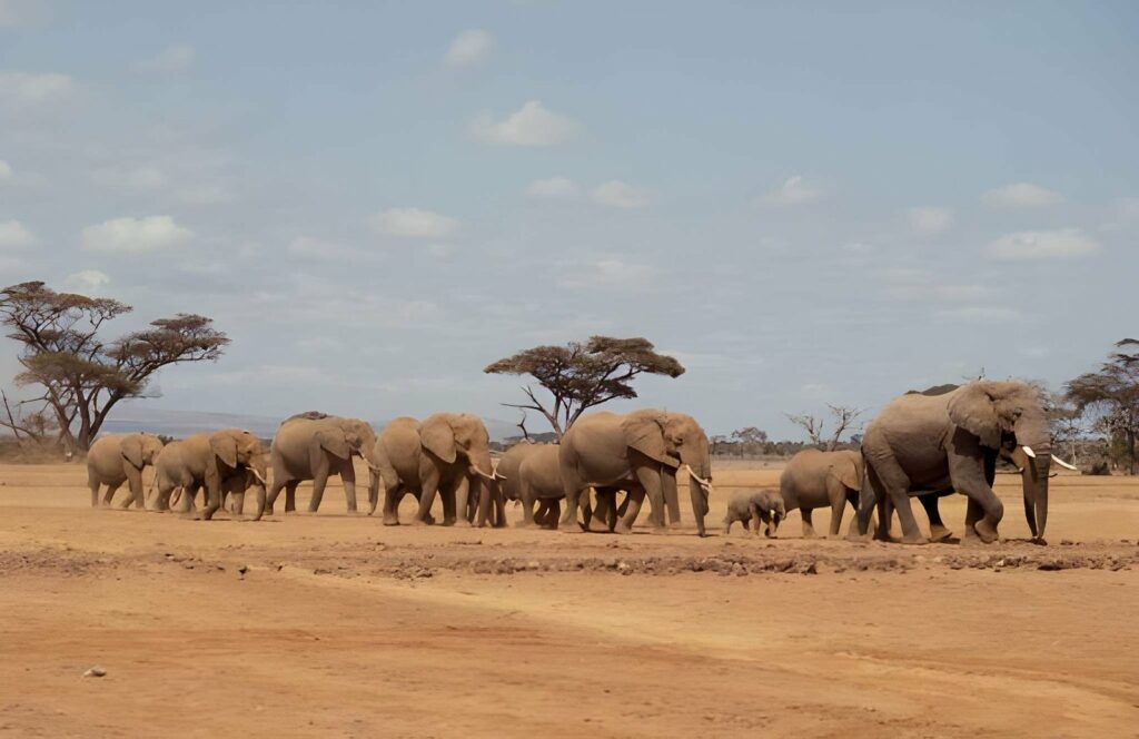 Troupeau d'éléphants traversant le parc du W lors d'un safari au Bénin.