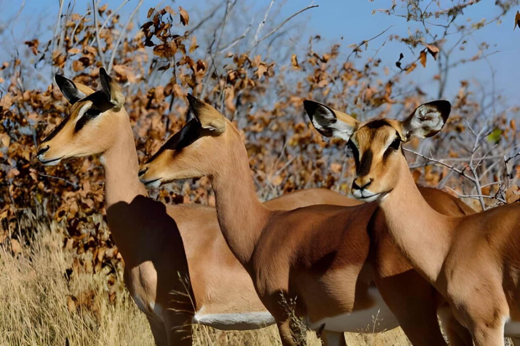 Comment pratiquer un tourisme durable au Bénin ? 4 Safari respectueux de la faune dans le parc national de la Pendjari au Bénin