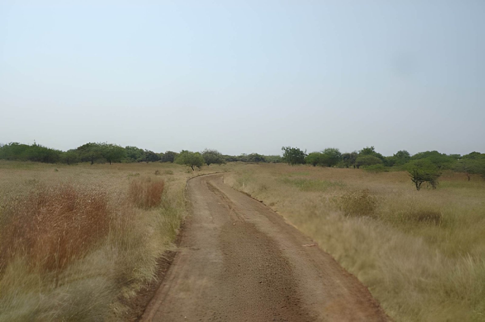 Savane sèche traversée par une piste de terre ocre, lumière de fin d'après-midi